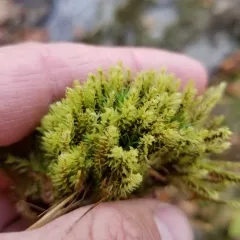 ribbed bog moss thumbnail 3