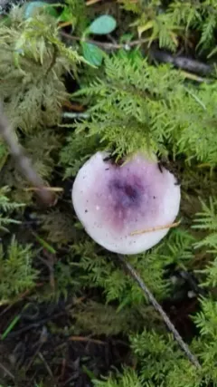 Russula murrillii thumbnail 3