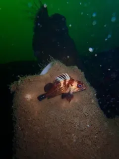 Boot Sponge thumbnail 2