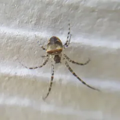 Metellina mimetoides thumbnail 2