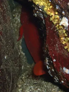 Red Brotula thumbnail 1