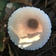 Lepiota rubrotinctoides thumbnail 3