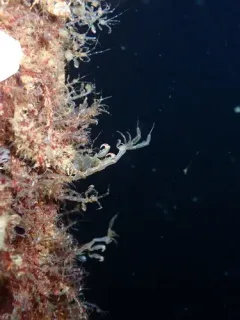 Caprella laeviuscula thumbnail 2