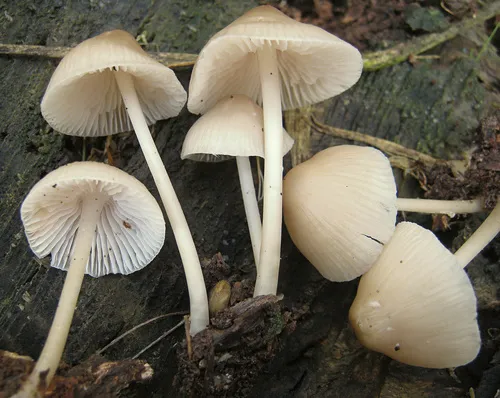 common bonnet
