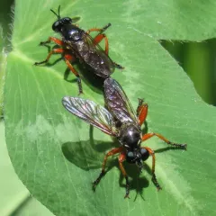 Red-legged Laphria thumbnail 2