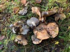Sandy Poplar Trich thumbnail 2