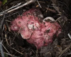 Rosy Autumn Butter Bolete thumbnail 3