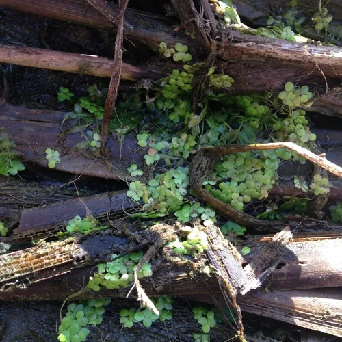 greater duckweed