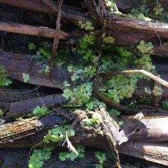 greater duckweed thumbnail 1