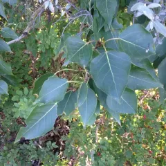 balsam poplar thumbnail 2