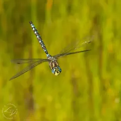 Paddle-tailed Darner thumbnail 4