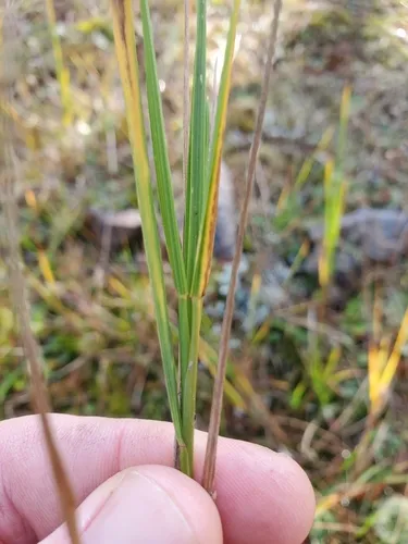 seashore bentgrass