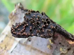 Polyschismium trevelyanii thumbnail 1