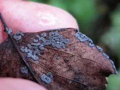 Didymium serpula thumbnail 1