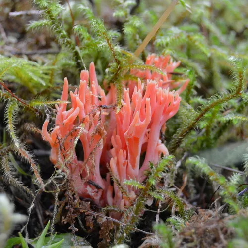 red coral