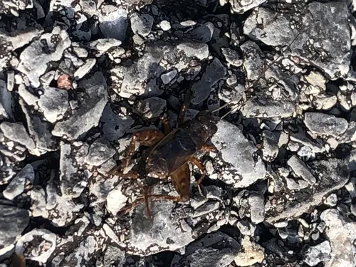 Cuban Ground Cricket