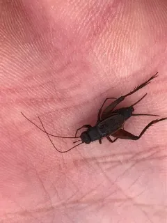 Allard's Ground Cricket thumbnail 2