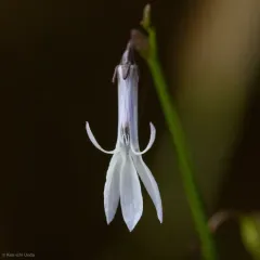 Water Lobelia thumbnail 2