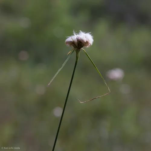 tawny cottongrass
