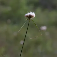 tawny cottongrass thumbnail 1