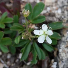 three-toothed cinquefoil thumbnail 2