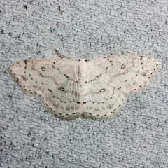 Sweetfern Geometer Moth thumbnail 3