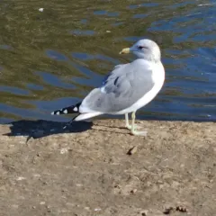 California Gull thumbnail 3