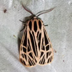 Virgin Tiger Moth thumbnail 3