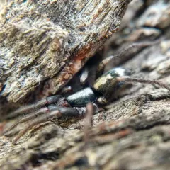 Eastern Parson Spider thumbnail 2