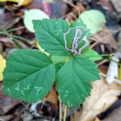 Stigmella villosella thumbnail 2