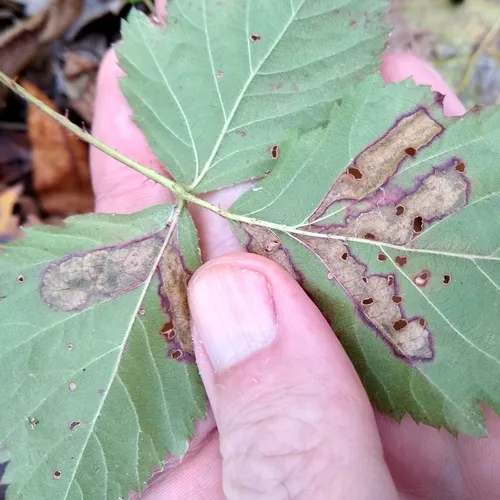 Ectoedemia rubifoliella
