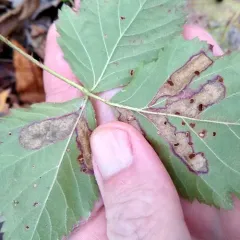 Ectoedemia rubifoliella thumbnail 1