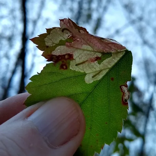 Blackberry Leafminer Moth
