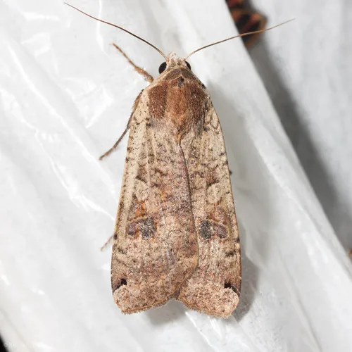 Large Yellow Underwing