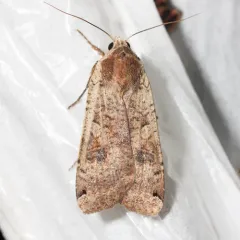 Large Yellow Underwing thumbnail 1