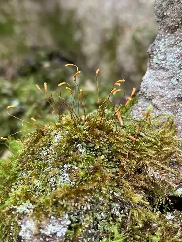 Neat Silk-moss