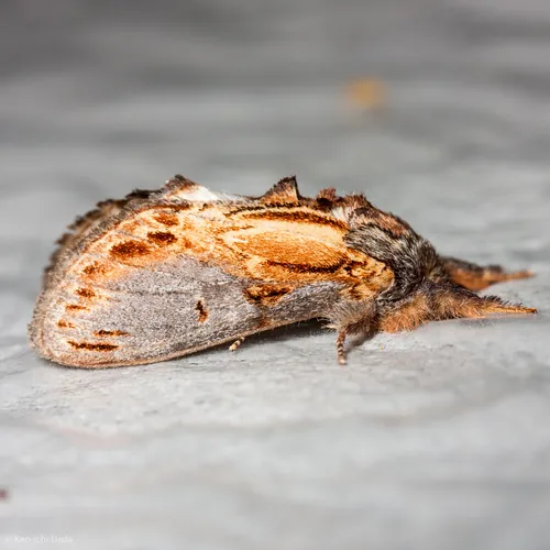 Finned-willow Prominent