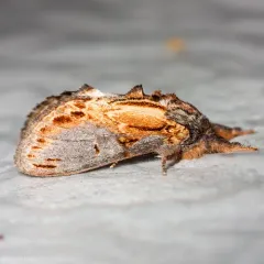 Finned-willow Prominent thumbnail 1