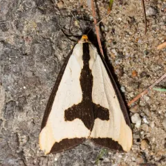Clymene Moth thumbnail 3