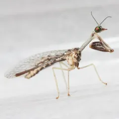 Say's Mantidfly thumbnail 1