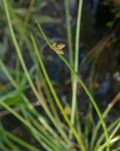 Weak-stalked Bulrush thumbnail 3
