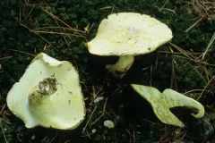 Albatrellus subrubescens thumbnail 1