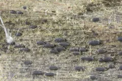 Anteaglonium parvulum thumbnail 1