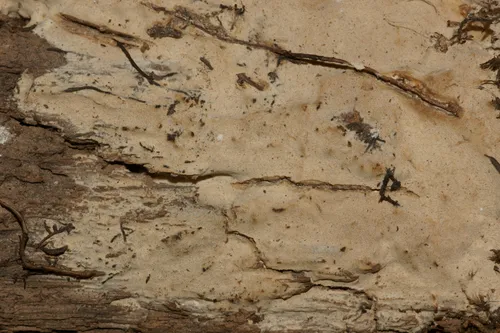 Resinoporia crassa