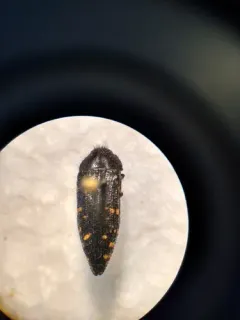 Acmaeodera knowltoni thumbnail 1