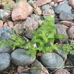 fringed willowherb thumbnail 5