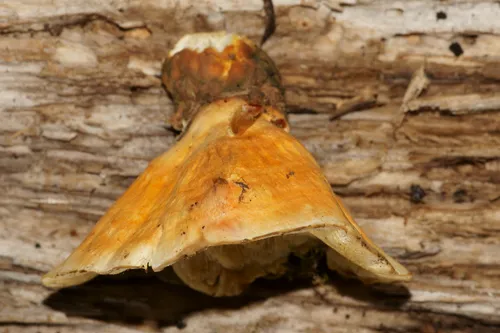 Auriporia pileata