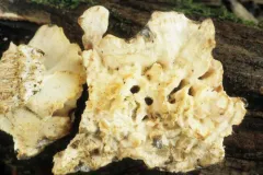 Antrodiella semisupina thumbnail 2