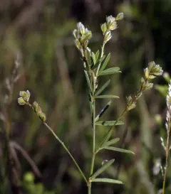 prairie lespedeza thumbnail 3