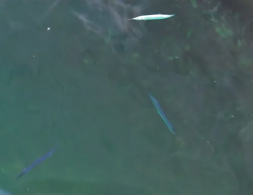 Atlantic Saury